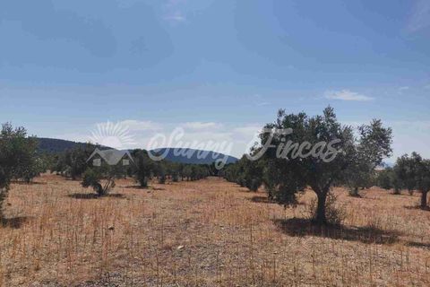 Terra a Biar, Alicante, Biar - € 53.000 | Ref: SF0425 - foto 7